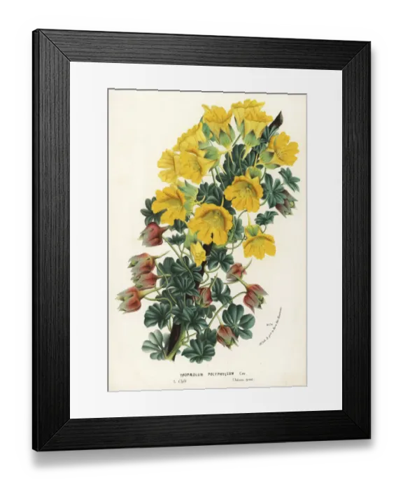 Framed Print : Nasturtium variety, Tropaeolum polyphyllum Framed Print : Nasturtium variety, Tropaeolum polyphyllum