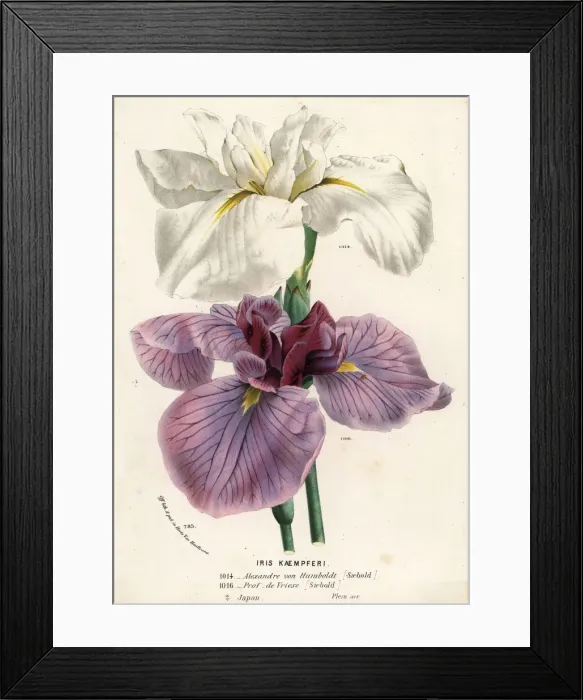Framed Print : Japanese iris, Iris ensata Framed Print : Japanese iris, Iris ensata