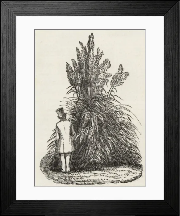 Framed Print : Victorian man behind pampas grass, Cortaderia selloana Framed Print : Victorian man behind pampas grass, Cortaderia selloana