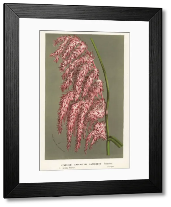 Framed Print : Pampas grass, Cortaderia selloana Framed Print : Pampas grass, Cortaderia selloana