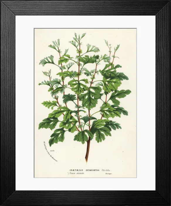 Framed Print : Hawthorn, Crataegus rhipidophylla Framed Print : Hawthorn, Crataegus rhipidophylla