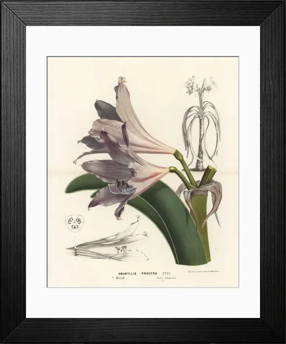 Framed Print : Swamp lily, Crinum erubescens Framed Print : Swamp lily, Crinum erubescens