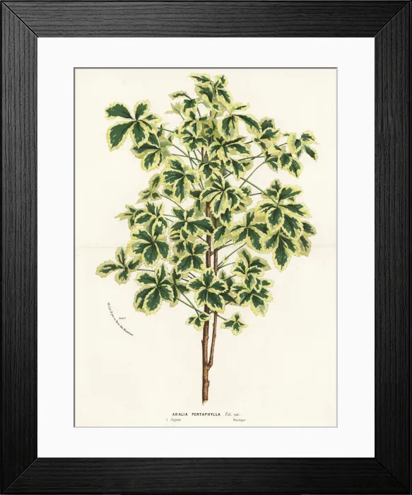 Framed Print : Variegated five-leaf aralia, Eleutherococcus sieboldianus Framed Print : Variegated five-leaf aralia, Eleutherococcus sieboldianus