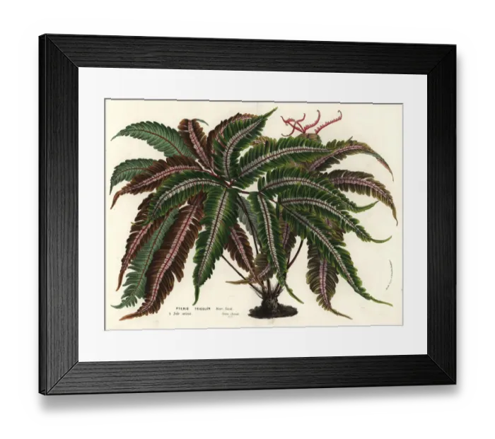 Framed Print : Brake fern, Pteris aspericaulis Framed Print : Brake fern, Pteris aspericaulis
