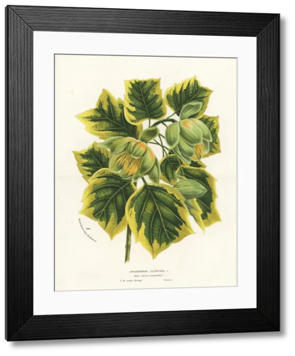 Framed Print : Tulip tree, Liriodendron tulipifera Framed Print : Tulip tree, Liriodendron tulipifera