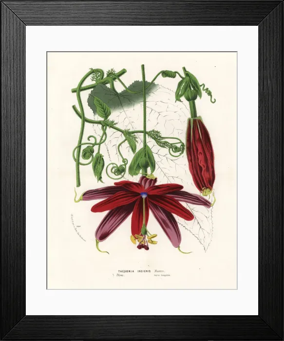 Framed Print : Passionflower, Passiflora insignis Framed Print : Passionflower, Passiflora insignis