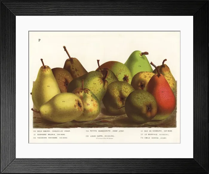 Framed Print : Pear varieties, Pyrus communis Framed Print : Pear varieties, Pyrus communis