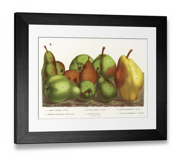 Framed Print : Pear varieties, Pyrus communis Framed Print : Pear varieties, Pyrus communis