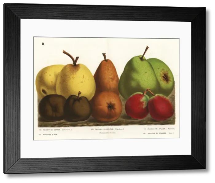 Framed Print : Pear varieties, Pyrus communis Framed Print : Pear varieties, Pyrus communis