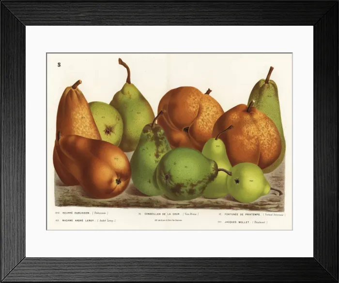Framed Print : Pear varieties, Pyrus communis Framed Print : Pear varieties, Pyrus communis