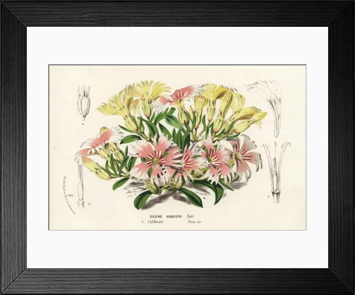 Framed Print : Hookers Indian pink, Silene hookeri Framed Print : Hookers Indian pink, Silene hookeri