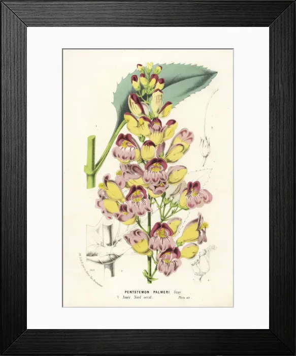 Framed Print : Palmers penstemon, Penstemon palmeri Framed Print : Palmers penstemon, Penstemon palmeri