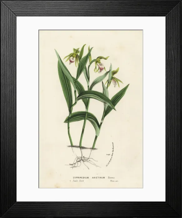 Framed Print : Ram s-head lady s-slipper orchid, Cypripedium arietinum Framed Print : Ram s-head lady s-slipper orchid, Cypripedium arietinum