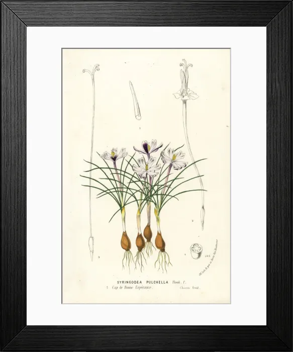 Framed Print : Syringodea pulchella Framed Print : Syringodea pulchella