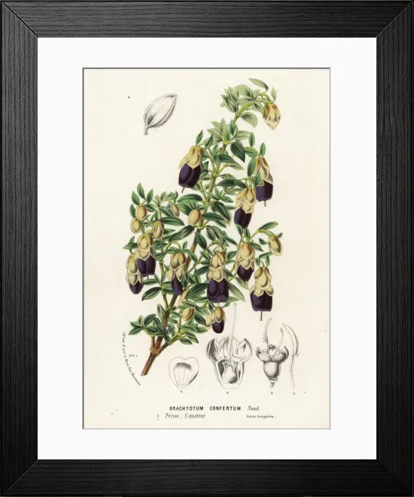 Framed Print : Brachyotum confertum Framed Print : Brachyotum confertum