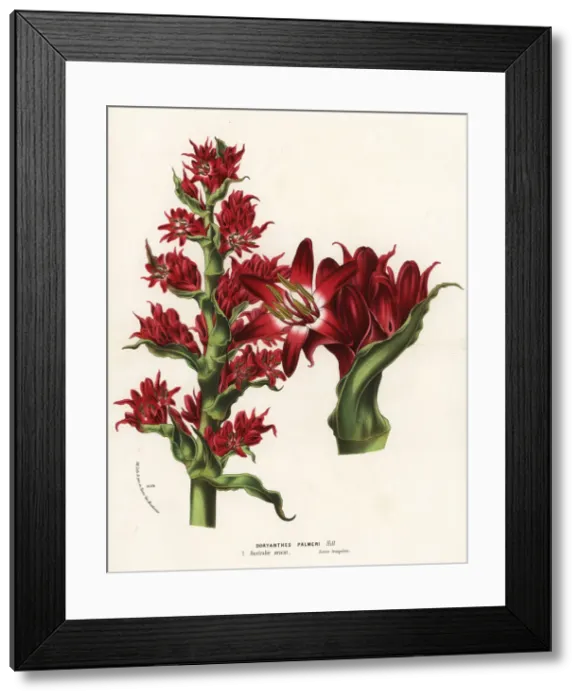 Framed Print : Giant spear lily, Doryanthes palmeri. Australia