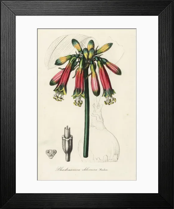 Framed Print : Phaedranassa dubia Framed Print : Phaedranassa dubia