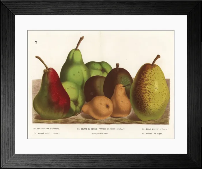 Framed Print : Pear varieties, Pyrus communis Framed Print : Pear varieties, Pyrus communis