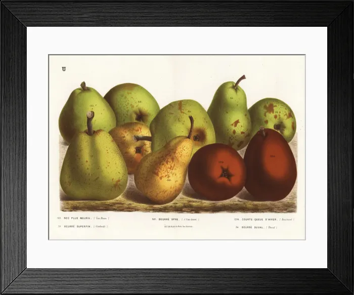 Framed Print : Pear varieties, Pyrus communis Framed Print : Pear varieties, Pyrus communis
