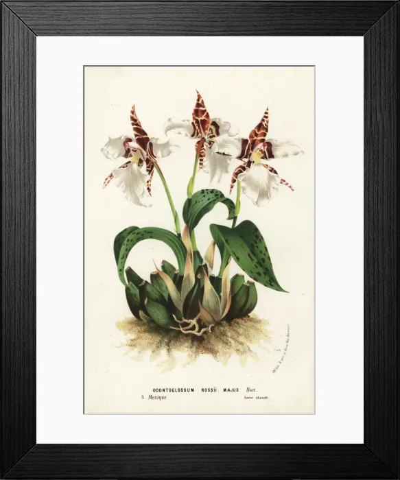 Framed Print : Ross rhynchostele orchid, Rhynchostele rossii Framed Print : Ross rhynchostele orchid, Rhynchostele rossii