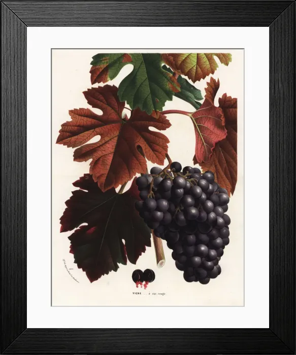 Framed Print : Red grapes, Vitis vinifera Framed Print : Red grapes, Vitis vinifera