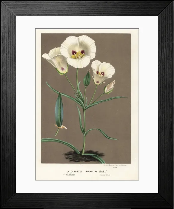 Framed Print : Leichtlins mariposa or mariposa lily, Calochortus Framed Print : Leichtlins mariposa or mariposa lily, Calochortus