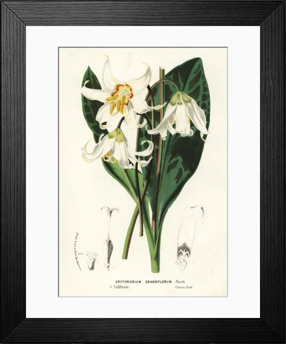Framed Print : Dogtooth fawn lily, Erythronium grandiflorum Framed Print : Dogtooth fawn lily, Erythronium grandiflorum
