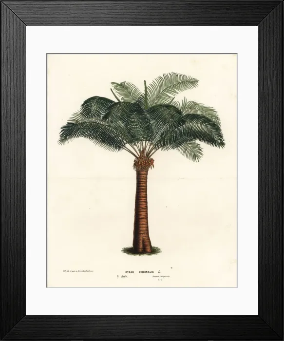 Framed Print : Queen sago, Cycas circinalis. Endangered Framed Print : Queen sago, Cycas circinalis. Endangered