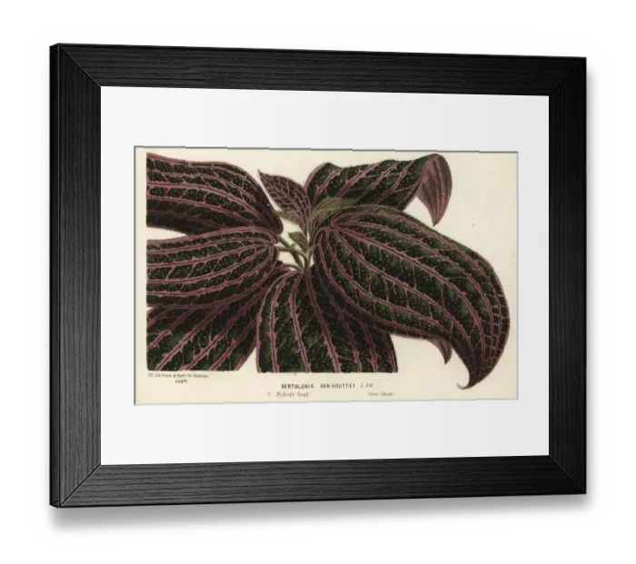 Framed Print : Hybrid dwarf foliage plant, Bertolonia van houttei Framed Print : Hybrid dwarf foliage plant, Bertolonia van houttei