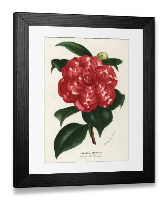 Framed Print : Japanese camellia cultivar, Camellia japonica Framed Print : Japanese camellia cultivar, Camellia japonica