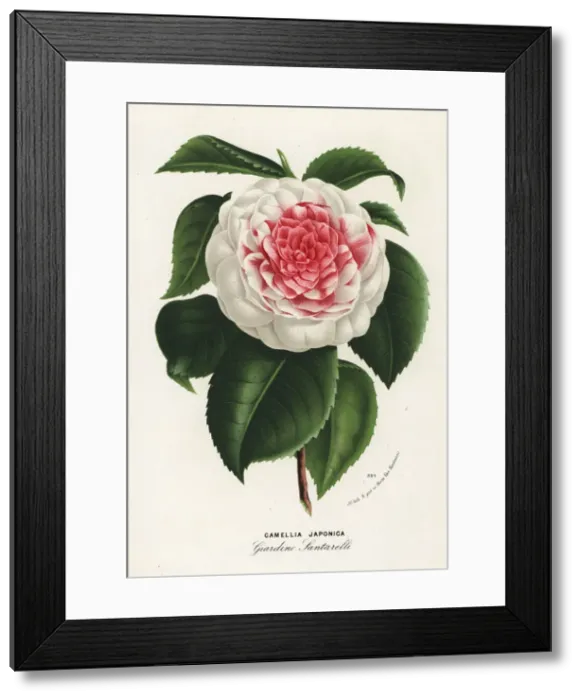 Framed Print : Japanese camellia cultivar, Giardino Santarelli Framed Print : Japanese camellia cultivar, Giardino Santarelli