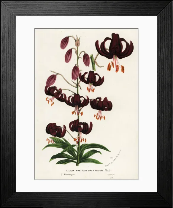 Framed Print : Martagon lily or Turks cap lily, Lilium martagon Framed Print : Martagon lily or Turks cap lily, Lilium martagon