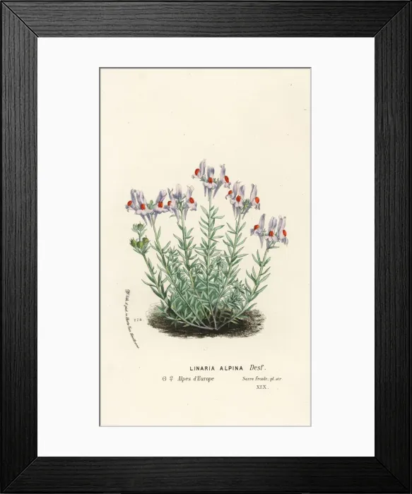 Framed Print : Alpine toadflax, Linaria alpina Framed Print : Alpine toadflax, Linaria alpina