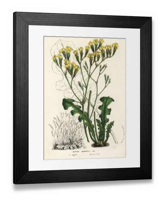Framed Print : Sea lavender, Limonium bonducellii Framed Print : Sea lavender, Limonium bonducellii