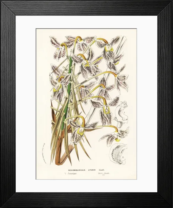 Framed Print : Laelia lyonsii orchid Framed Print : Laelia lyonsii orchid