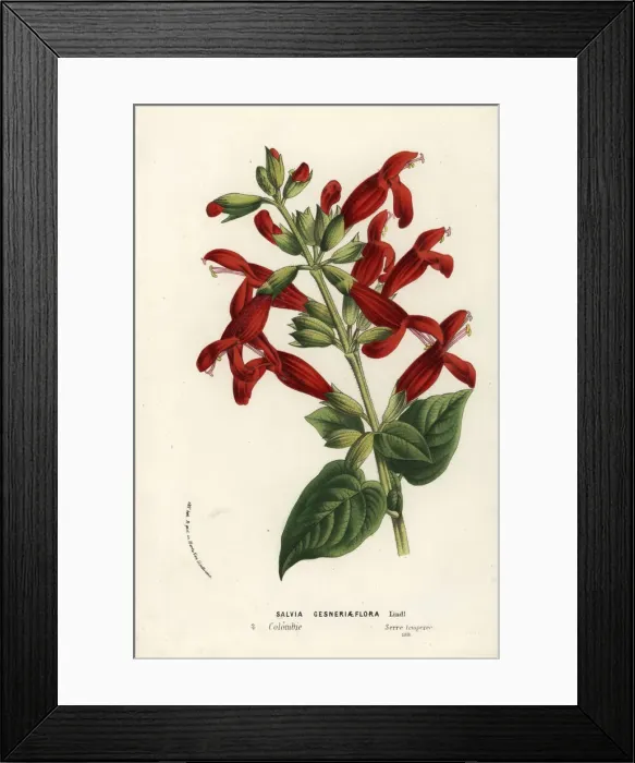 Framed Print : Salvia gesneriiflora Framed Print : Salvia gesneriiflora