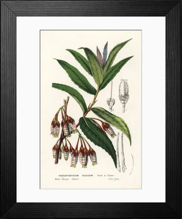 Framed Print : Agapetes incurvata Framed Print : Agapetes incurvata