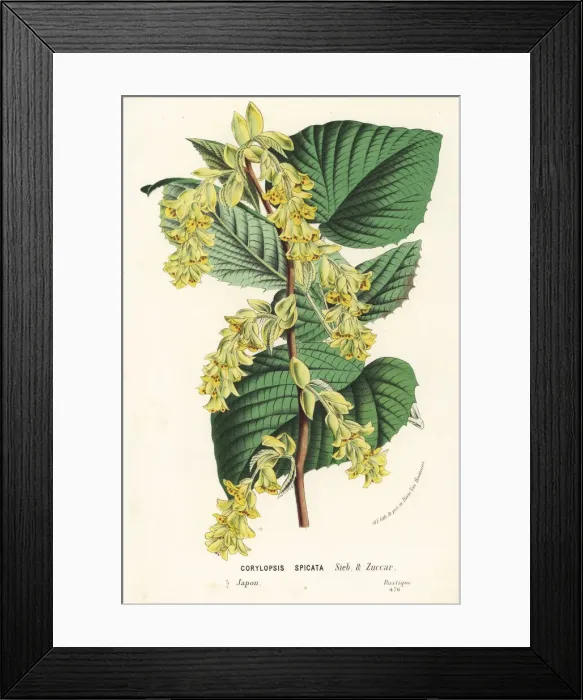 Framed Print : Winter hazel, Corylopsis spicata Framed Print : Winter hazel, Corylopsis spicata