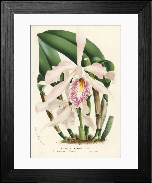 Framed Print : Largest cattleya orchid or peekaboo orchid, Cattleya maxima Framed Print : Largest cattleya orchid or peekaboo orchid, Cattleya maxima