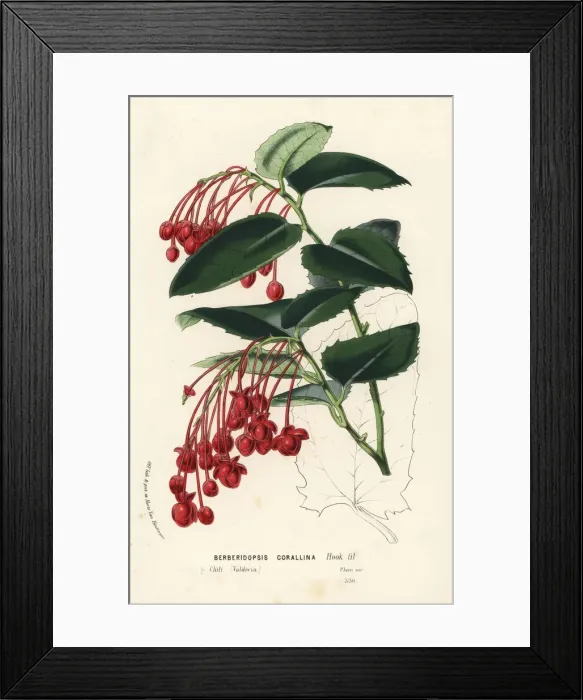 Framed Print : Coral plant, Berberidopsis corallina Framed Print : Coral plant, Berberidopsis corallina