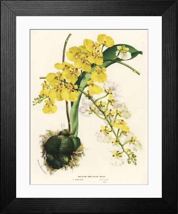 Framed Print : Rossioglossum ampliatum orchid