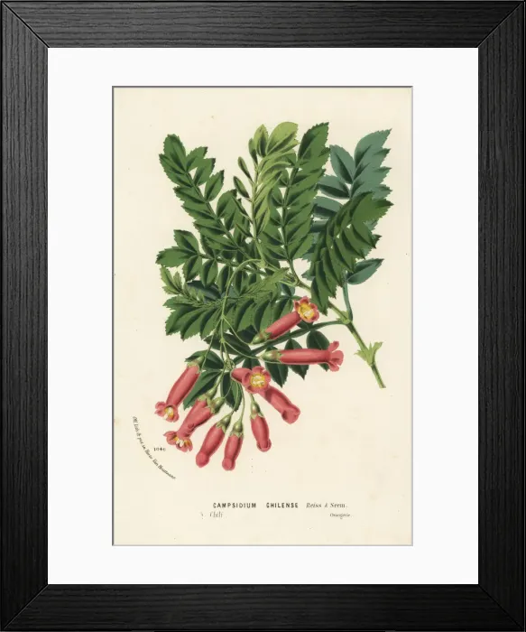 Framed Print : Campsidium valdivianum. Chile Framed Print : Campsidium valdivianum. Chile