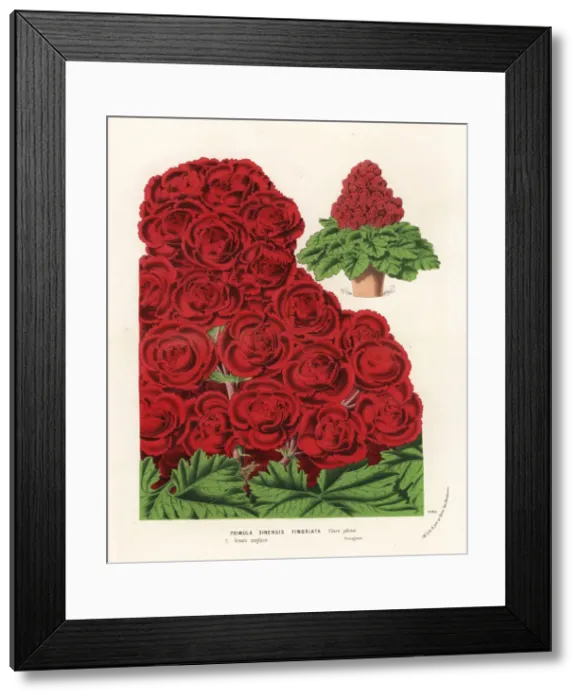 Framed Print : Chinese primrose cultivar, Primula sinensis Framed Print : Chinese primrose cultivar, Primula sinensis