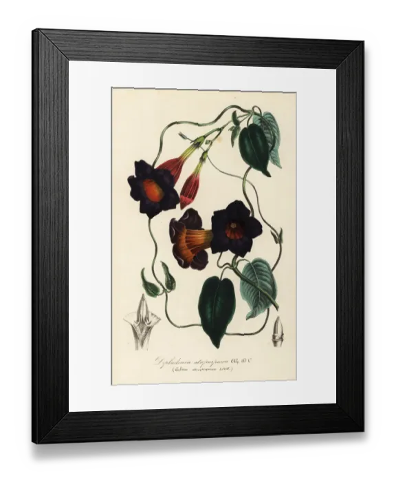 Framed Print : Rocktrumpet, Mandevilla atroviolacea Framed Print : Rocktrumpet, Mandevilla atroviolacea