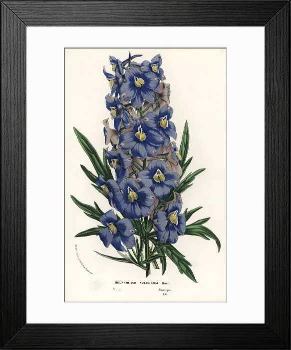 Framed Print : Delphinium pulchrum Framed Print : Delphinium pulchrum
