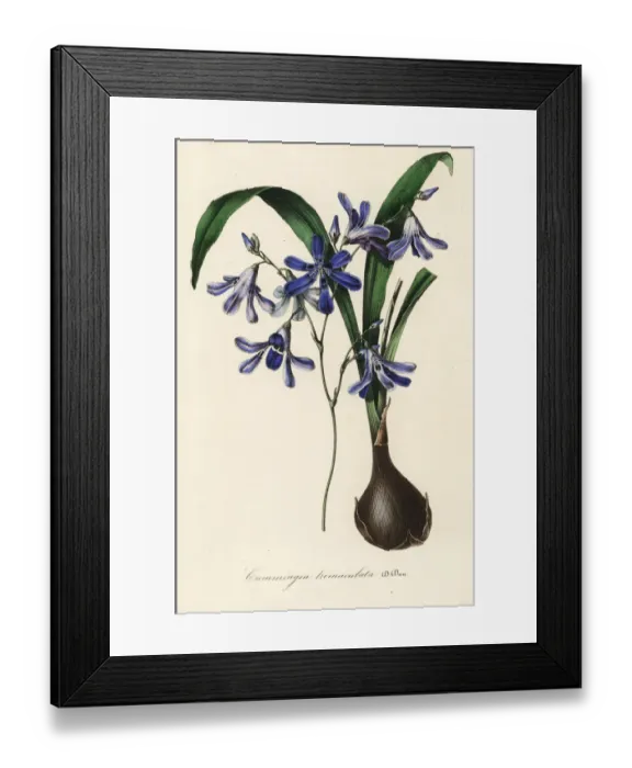 Framed Print : Pajarito del campo, Conanthera trimaculata Framed Print : Pajarito del campo, Conanthera trimaculata