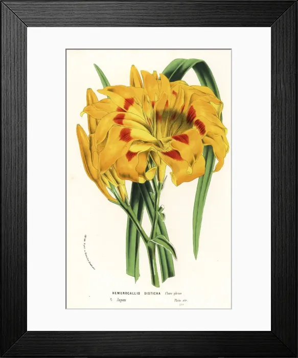 Framed Print : Orange day lily, Hemerocallis fulva var. angustifolia