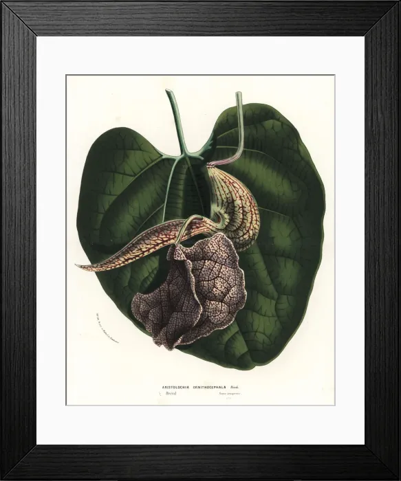 Framed Print : Birds head birthwort, Aristolochia ornithocephala Framed Print : Birds head birthwort, Aristolochia ornithocephala