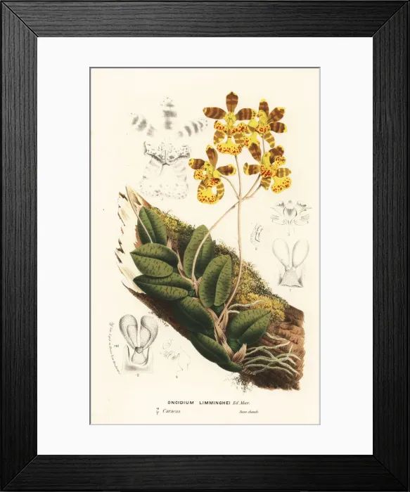 Framed Print : Butterfly orchid, Psychopsis limminghei Framed Print : Butterfly orchid, Psychopsis limminghei