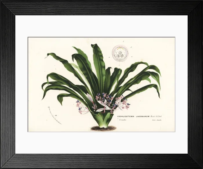 Framed Print : Cochliostema odoratissimum Framed Print : Cochliostema odoratissimum